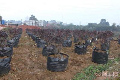 皓康耐老化高強(qiáng)藍(lán)莓花卉果蔬種植袋 創(chuàng)新工藝，助力綠色種植