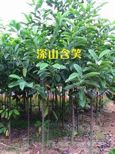 深山含笑花卉——葉白蘭的批發(fā)供應(yīng)介紹