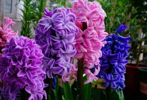 網絡技術研究 數字花園里的“花卉”，美麗更勝玫瑰